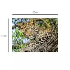 Les yeux du léopard - Image 6 - Cliquer pour agrandir