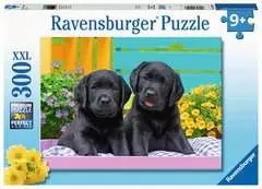 Puzzle 300 p XXL - Labradors noirs - Image 1 - Cliquer pour agrandir