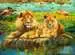 Pz Lions dans la savane 500p Puzzle;Puzzle adulte - Image 2 - Ravensburger
